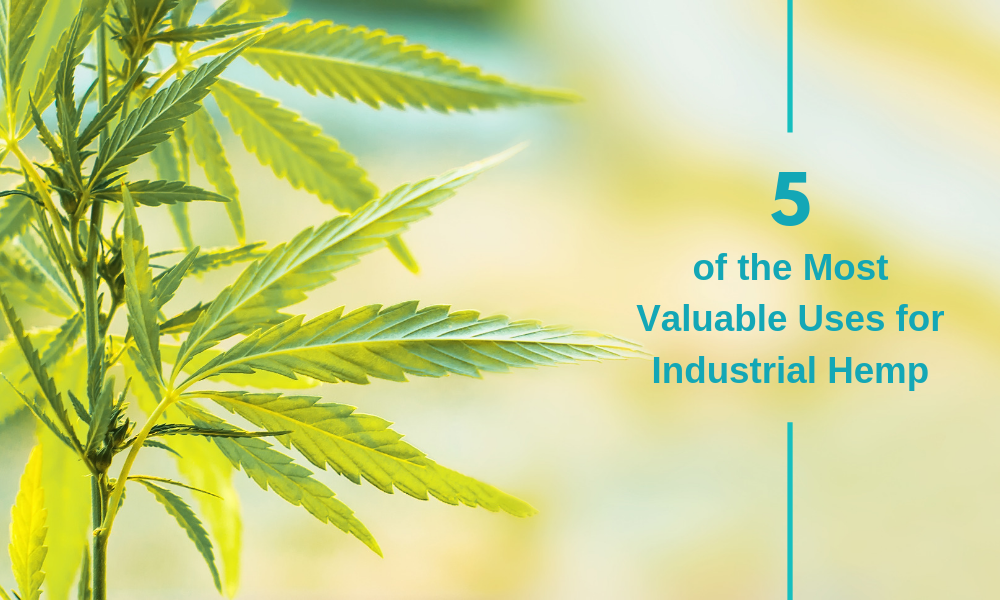 5 of the most valuable uses of industrial hemp 5 of the most valuable uses of industrial hemp